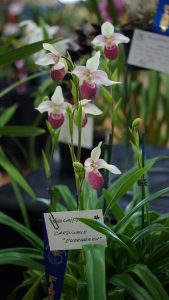 CHAMPION OTHER ORCHID OTHER THAN CYMBIDIUM WINTER 2016