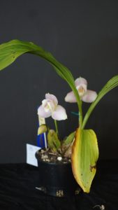 Best Other Orchid By Intermediate Spring 2017