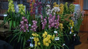 Best Large Display of Orchids Spring 2017