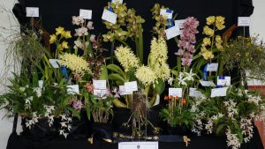 Best Large Display of Orchids Spring 2016