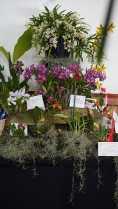 Best Other Orchid By Open Spring 2016