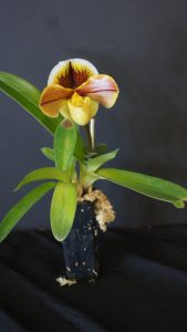 CHAMPION ANY OTHER HYBRID ORCHID (Other than a Cymbidium) 2017