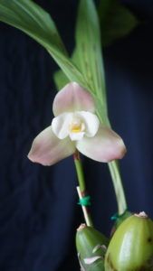 Best Other Orchid By Intermediate Spring 2018