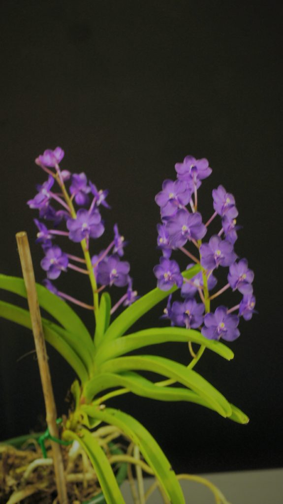 Vandachostylis Pine River 'Vivid Blue' - Warringal Orchid Society