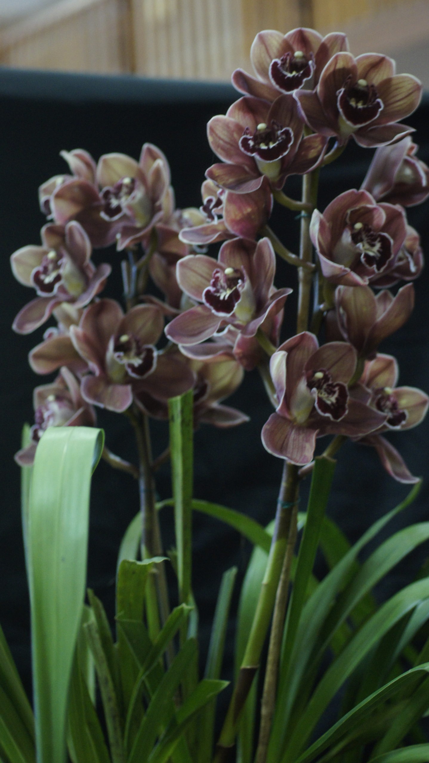 Spring Show Winners 2019 - Warringal Orchid Society