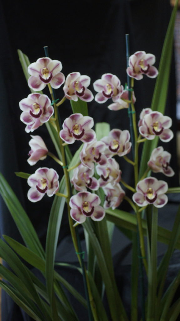 Spring Show Winners 2019 - Warringal Orchid Society