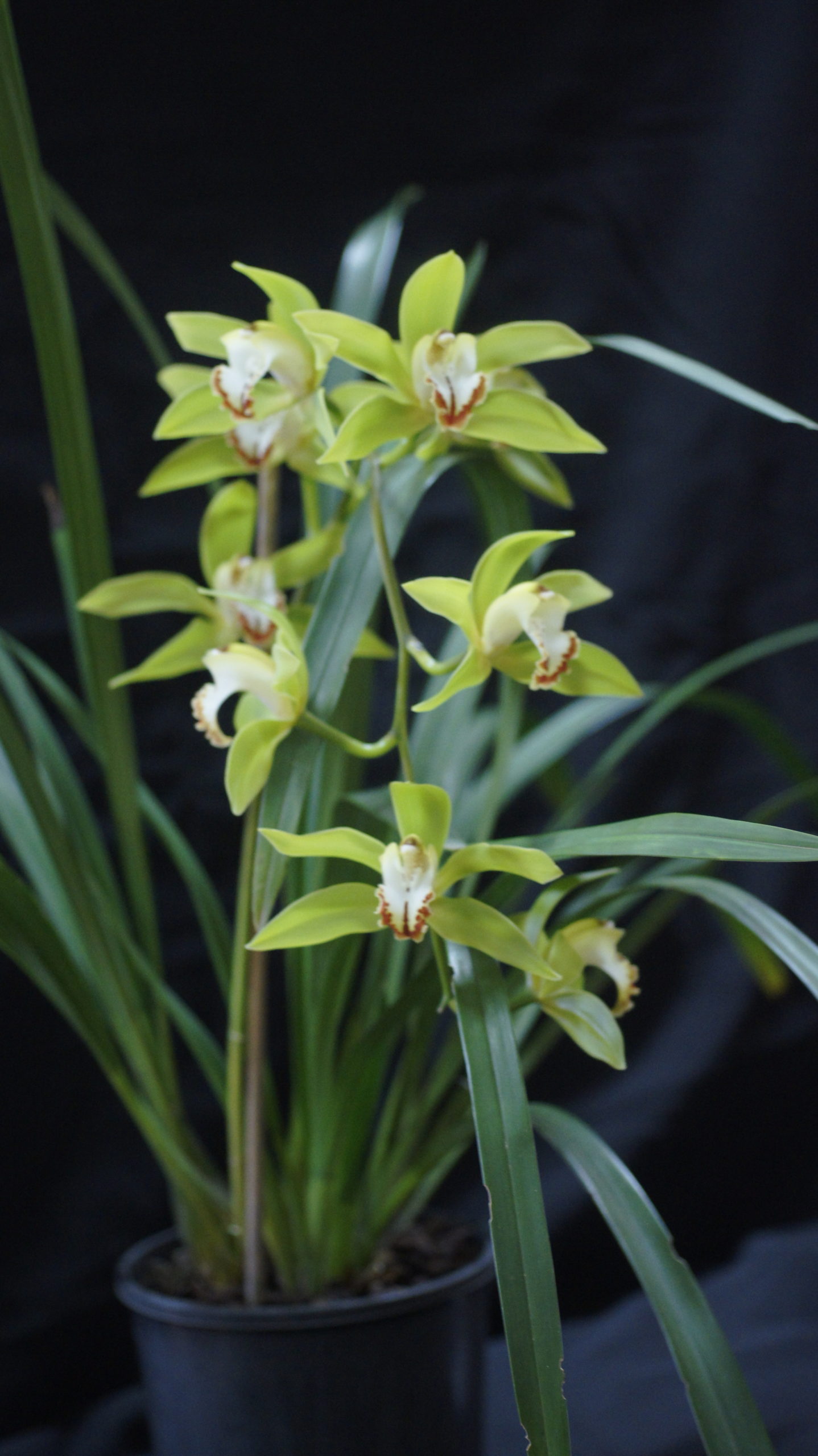 Spring Show Winners 2019 - Warringal Orchid Society