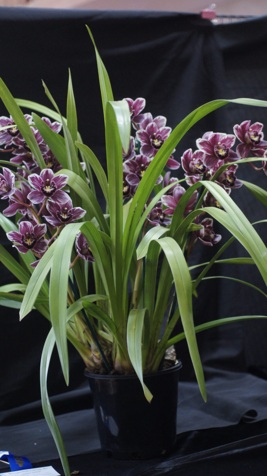 Spring Show Winners 2019 - Warringal Orchid Society