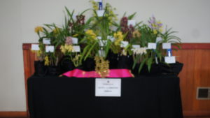 BEST LARGE DISPLAY OF ORCHIDS 2019