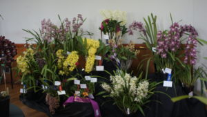 Best Large Display of Orchids Spring 2019