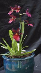 Best Other Orchid By Advanced Novice/Novice Spring 2019