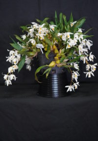 Best Other Orchid By Advanced Novice/Novice Spring 2022