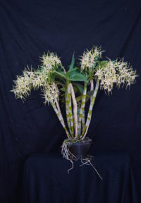 Dendrobium Hilda Poxon 'Jean Martin'