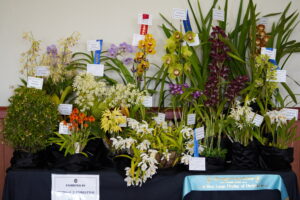 Best Large Display of Orchids Spring 2022