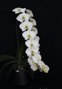 Phalaenopsis Winter Wonder 'Biba'