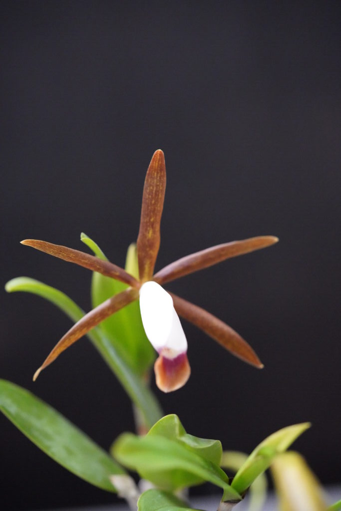 Cattleya Araguaiensis - Warringal Orchid Society