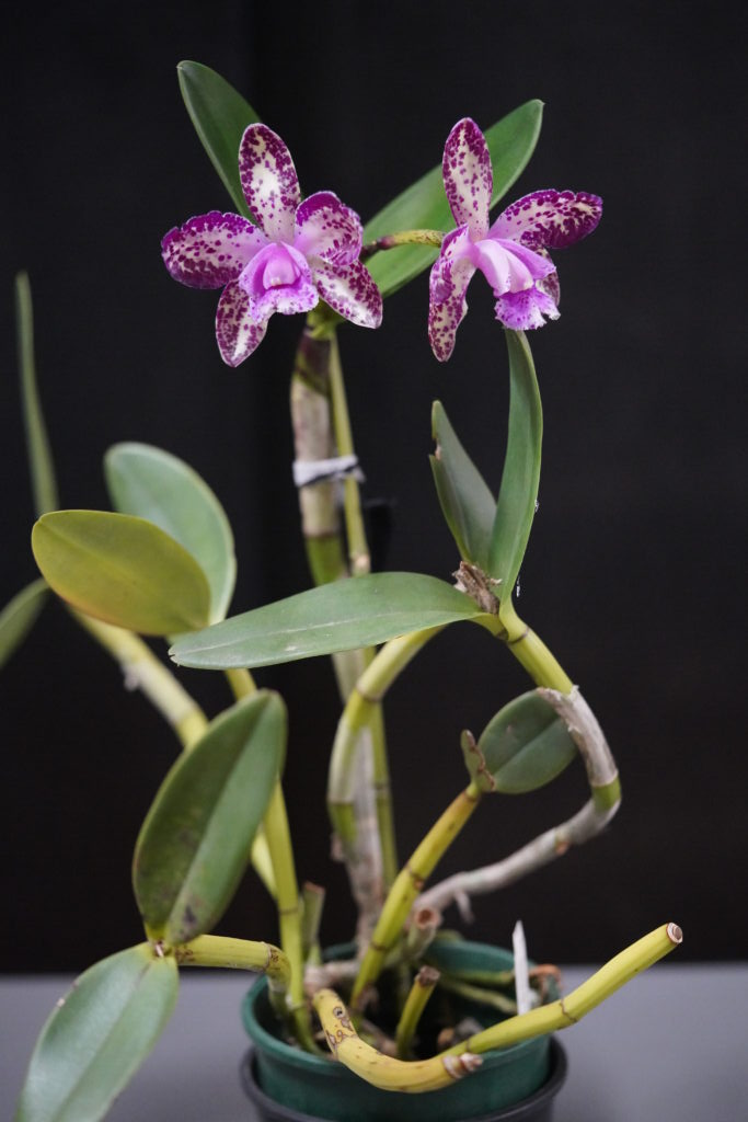 Cattleya Hawaii Star - Warringal Orchid Society