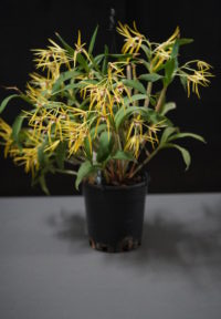 Dendrobium Star of Gold