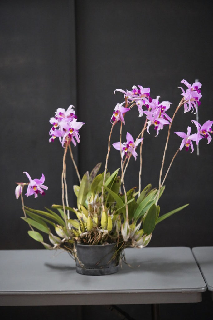 Laelia anceps Warringal Orchid Society