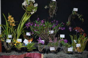 BEST LARGE DISPLAY OF ORCHIDS 2023