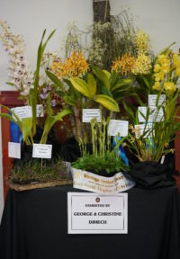 BEST SMALL DISPLAY OF ORCHIDS 2023