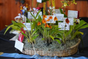 Best Basket Of Orchids Spring 2023