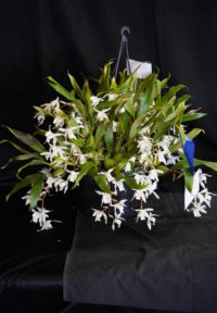 Best Other Orchid By Open Spring 2023