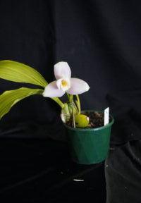 Best Other Orchid By Intermediate Spring 2023