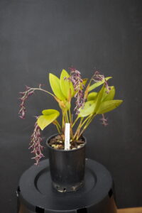 Pleurothallis loranthophylla