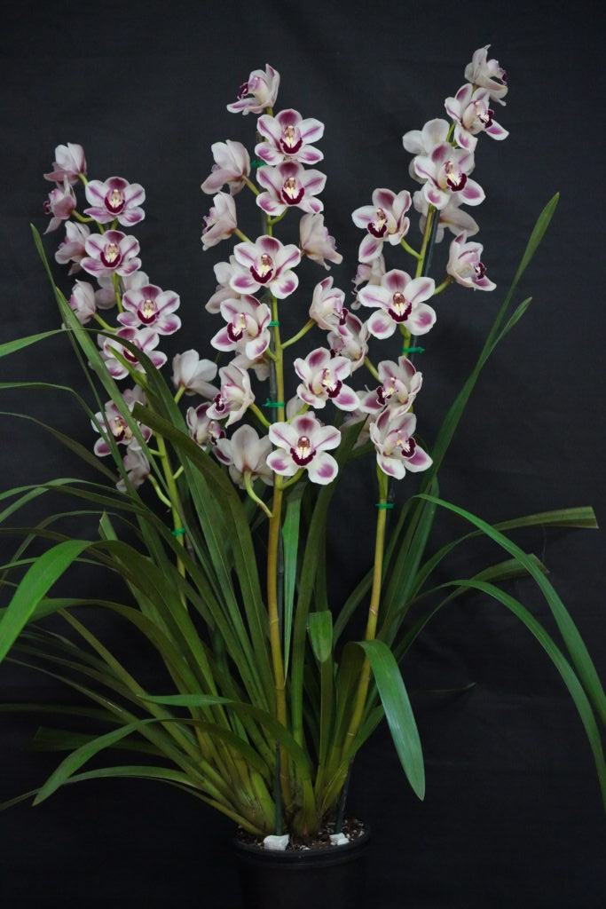 Spring Show Winners 2024 - Warringal Orchid Society