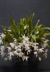 INTERMEDIATE SEPTEMBER 2025