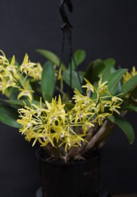 NOVICE SEPTEMBER 2025