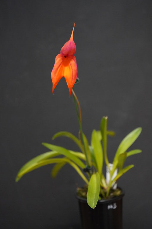 ADVANCE NOVICE SEPTEMBER 2025