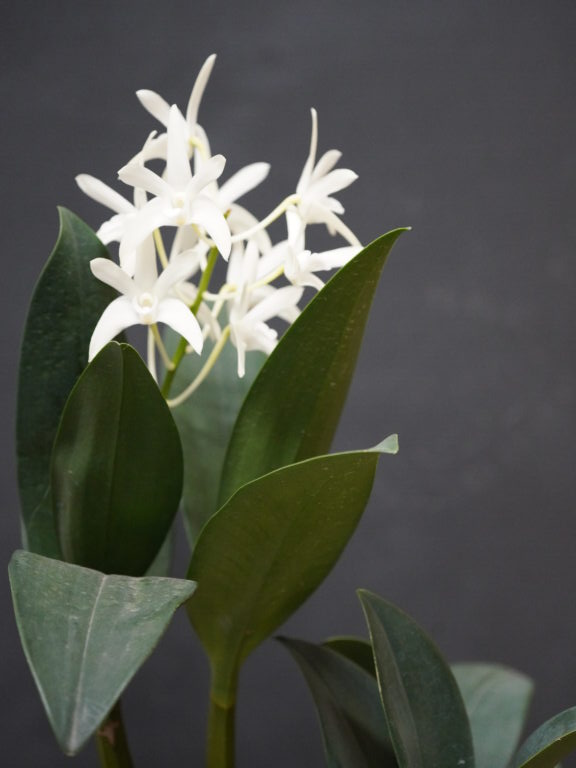 ADVANCE NOVICE OCTOBER 2025