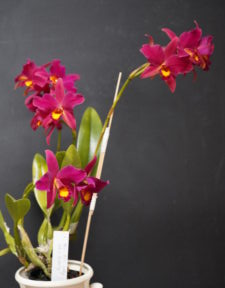 PRESIDENT CHOICE OCTOBER 2025