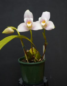 INTERMEDIATE OCTOBER 2025