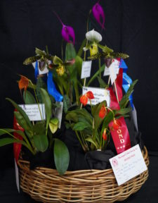 Best Basket Of Orchids Spring 2025