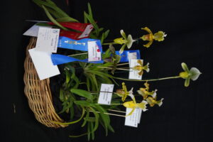 BEST BASKET OF ORCHIDS WINTER 2025