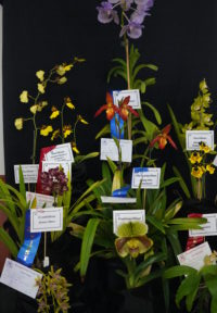 BEST SMALL DISPLAY OF ORCHIDS 2025