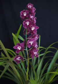 Best Large Cymbidium Open Winter 2025