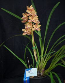Best Large Cymbidium By Novice/Advance Novice Spring 2025
