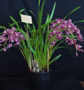 Best Small Cymbidium Intermediate Winter 2025