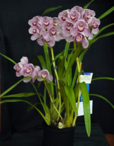 Best Large Cymbidium By Intermediate Spring 2025