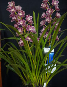 Best Medium Cymbidium By Open Spring 2025
