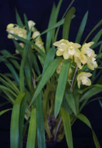 Best Medium Cymbidium Novice/Advance Novice Winter 2025