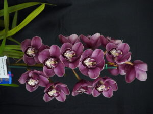 RESERVE CHAMPION ORCHID SPRING 2025