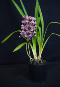 Best Small Cymbidium Novice/Advance Novice Winter 2025