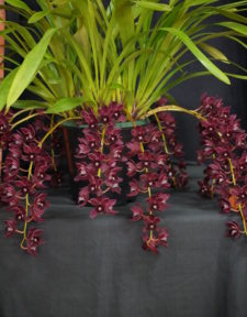 CHAMPION SPECIMEN ORCHID SPRING 2025