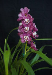 CHAMPION CYMBIDIUM WINTER 2025