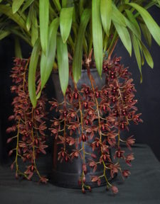 Best Medium Cymbidium By Intermediate Spring 2025